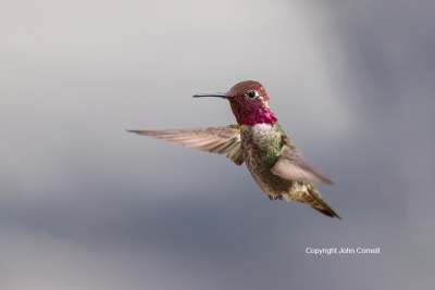 Annas-Hummingbird;Calypte-anna;Flying-Bird;Hummingbird;Male;One;Photography;acti